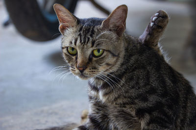 Close-up portrait of a cat