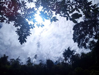 Low angle view of trees against sky