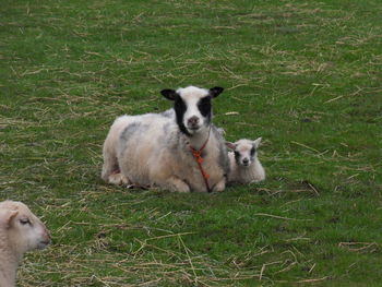 Portrait of a dog on field