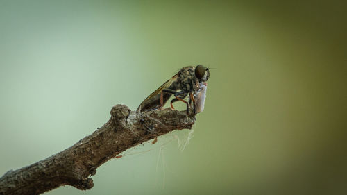 Close-up of insect on plant