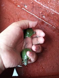 Close-up of hand holding plant