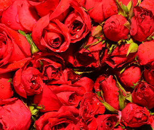 Full frame shot of red roses