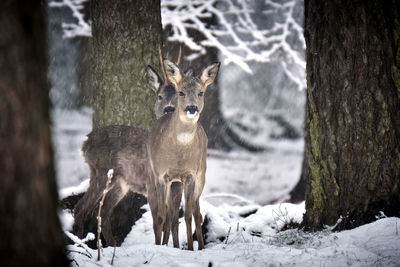 Portrait of deer