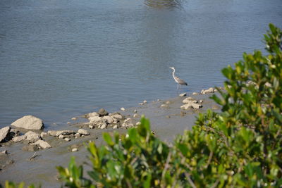 High angle view of bird on beach