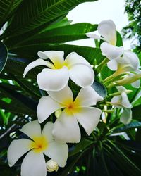 Close-up of frangipani blooming outdoors