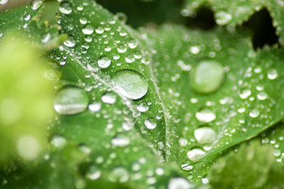 Close-up of water drops on leaf