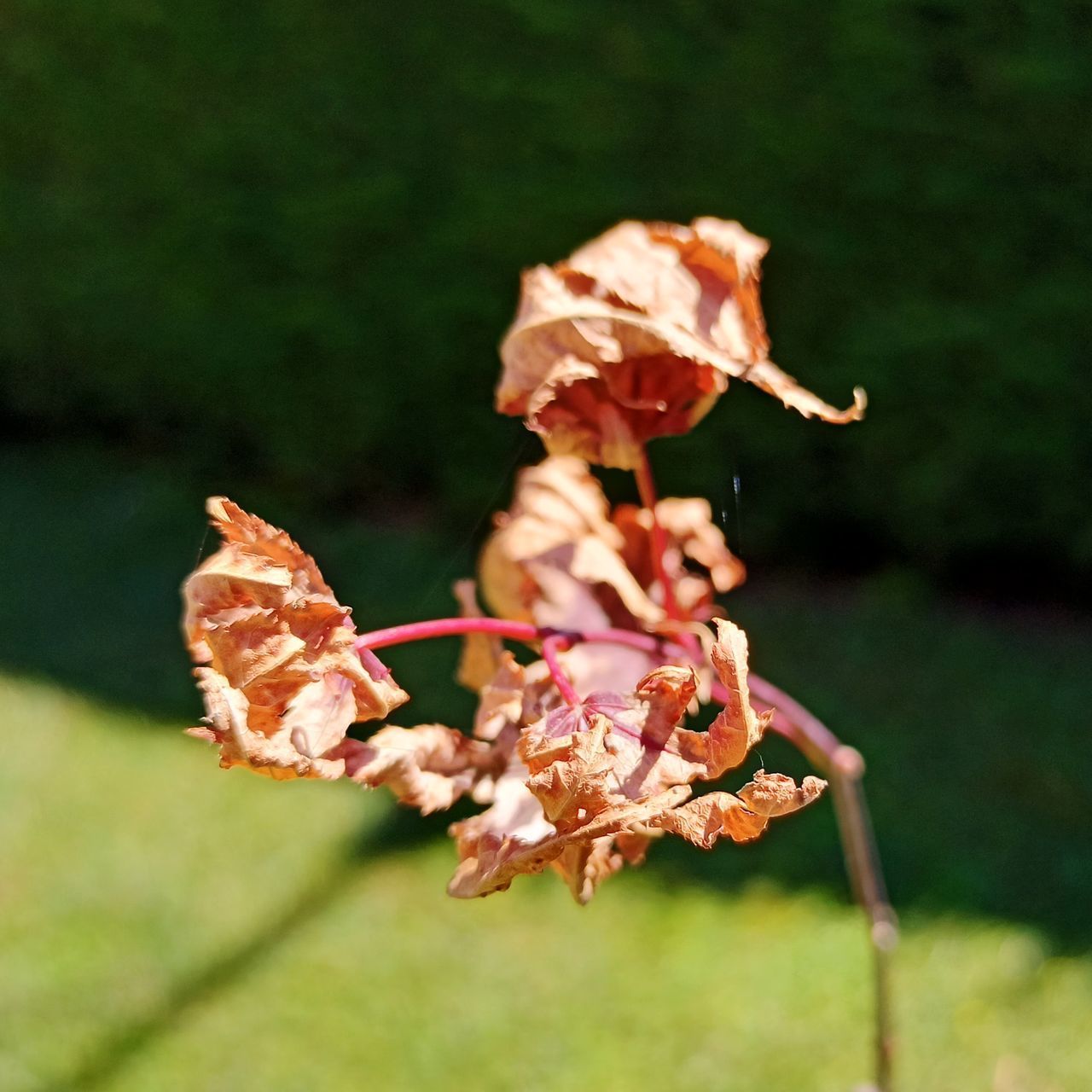 CLOSE-UP OF WILTED FLOWER ON LEAF