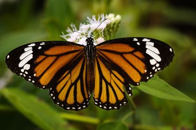 Close-up of butterfly pollinating flower