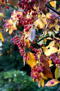 Close-up of red leaves on tree