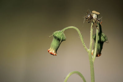Close-up of insect on plant