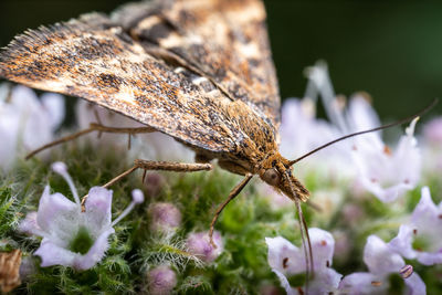 Close-up of butterfly pollinating on flower