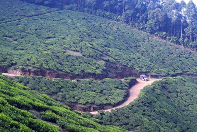 Close-up of fresh green farm