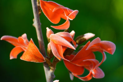 Close-up of orange flowering plant