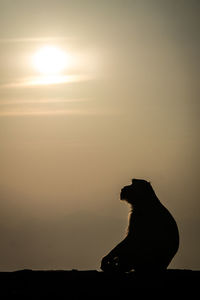 Side view of silhouette monkey relaxing on wall at sunset