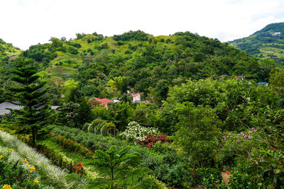 High angle view of trees in forest against sky