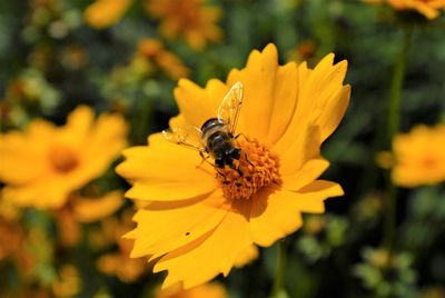 Close-up of bee pollinating on yellow flower