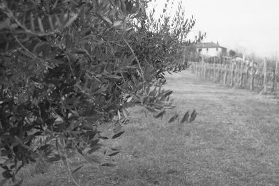 Plants growing on field