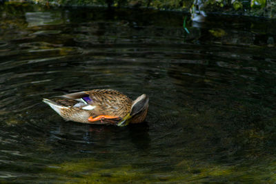 Duck swimming in lake