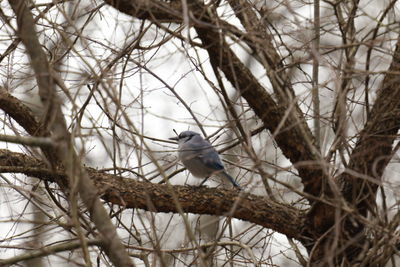 Low angle view of bird perching on branch