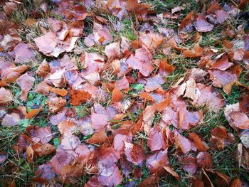 Full frame shot of autumn leaves on field