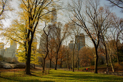 Trees growing at central park during autumn in city