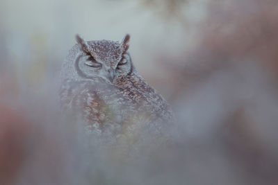 Close-up of a bird