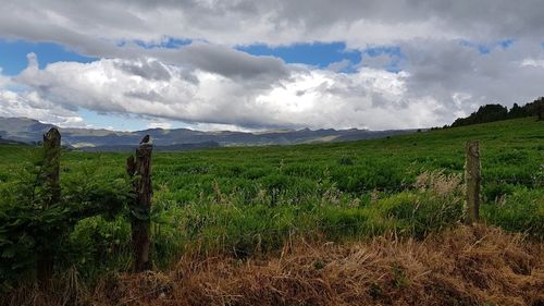 Scenic view of field against sky