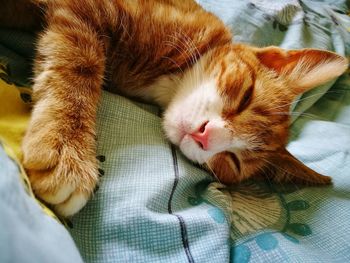 Close-up of cat sleeping on bed