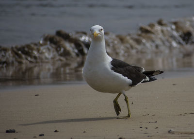 Seagull perching on a beach