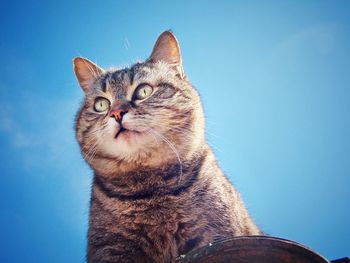 Portrait of cat against blue sky