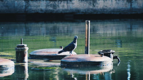 Birds perching on wooden post by lake