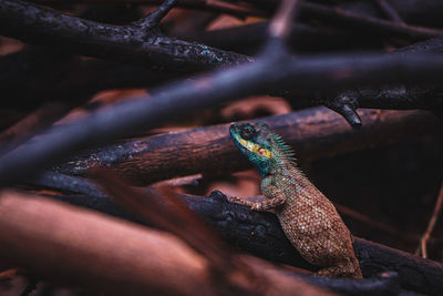 Close-up of a lizard on tree