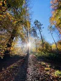 Trees in forest during autumn