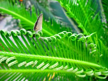 Close-up of green leaves