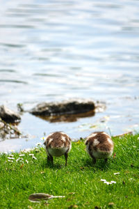 Ducklings near  lake