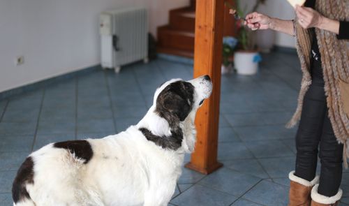 Low section of girl with dog standing on tiled floor begging for food