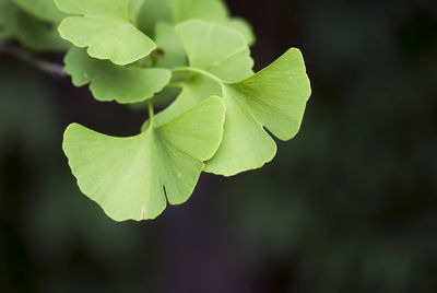 Close-up of fresh green leaves growing outdoors