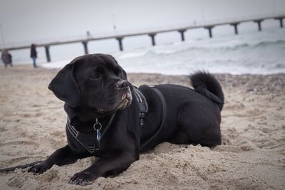 Dog looking away on beach