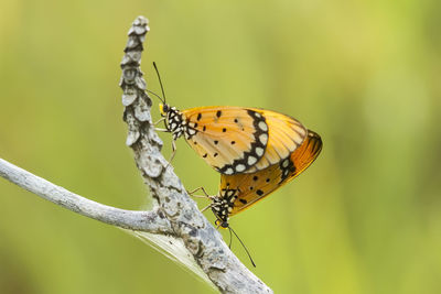 Close up butterfly matting