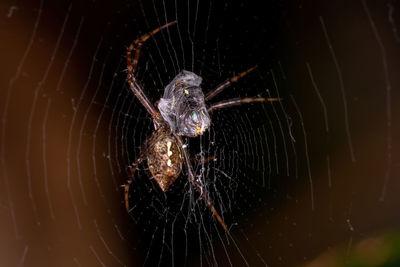 Close-up of spider on web