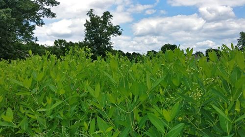 Scenic view of agricultural field against sky