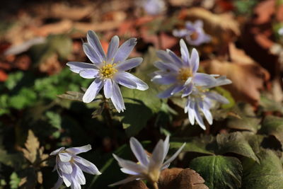 Close-up of white flowering plants