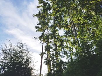 Low angle view of trees against sky