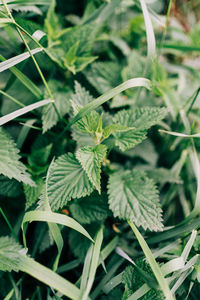 High angle view of plant growing on field