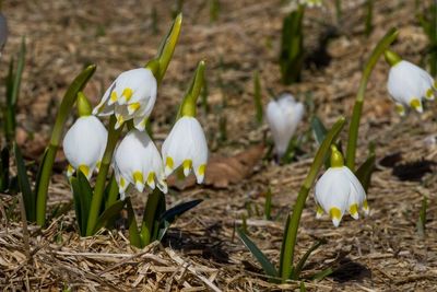 Close-up of white flowers blooming in field