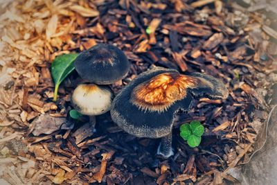 High angle view of mushrooms growing on field