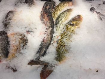 High angle view of fish for sale in market