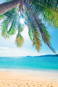 Palm tree by sea against sky