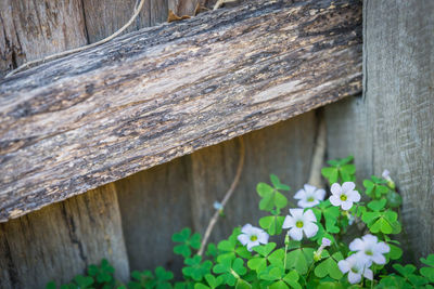High angle view of plants growing on wood