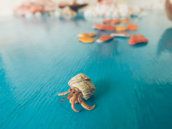Close-up of hermit crab on table